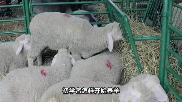 #拒绝废话冷知识 #放羊人家的娟姐说羊🐑⚠️⚠️⚠️初学者怎样开始养羊🐑🐏 ❓📢📢📢
#fypy
“疑似使用了 AI 技术请谨慎甄别”