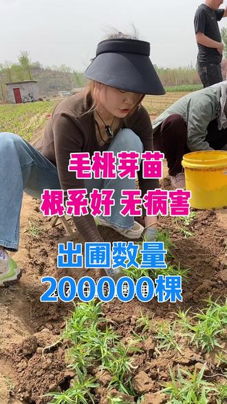 毛桃芽苗沙土地育苗 采用新疆野桃胡种植 出圃预计500000棵#毛桃芽苗 #毛桃小芽苗 #毛桃苗