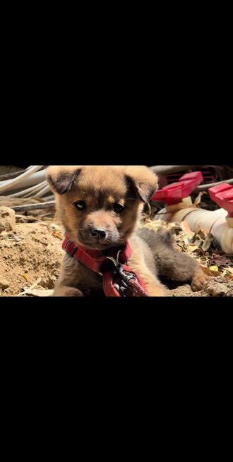 杨梅树上结苹果,你心想别人嘴爱我