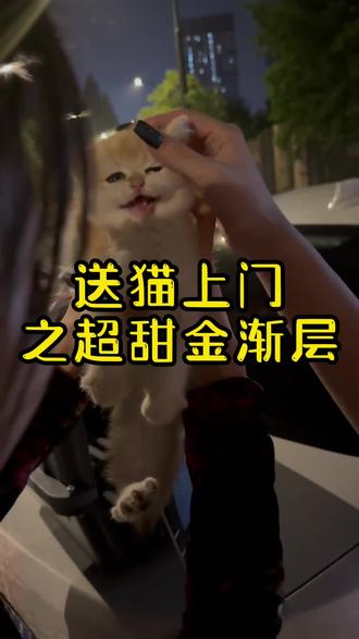 短毛都卖完了 诶#遇见你的喵 #英短金渐层 #蓝金渐层 #武汉猫舍