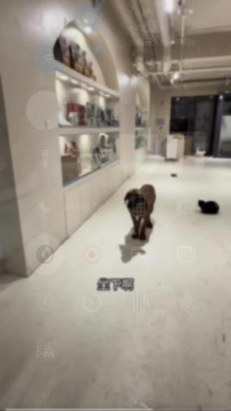 莲梅,一只胆小可爱的小狗妹,是一只小土狗,靠山是爸爸骏良。还是三轮车主理人,最爱呆在三轮车上打听门头沟的所有事情,并开设了莲梅情报站……
骏良爸爸真的把她照顾的很好,像个女儿一样。她的离开,对所有人来说都是猝不及防,对骏良来说更是晴天霹雳,所以骏良要好好的,莲梅和小书记在汪星也会平平安安。
视频是莲梅宝宝第一次洗澡,也是最后一次了,干干净净的,在汪星也是超级受欢迎的狗狗❤️@骏良 @莲梅情报站