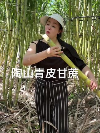 陶山青皮手撕甘蔗,又松又脆又甜又多汁#快来一起尝个鲜