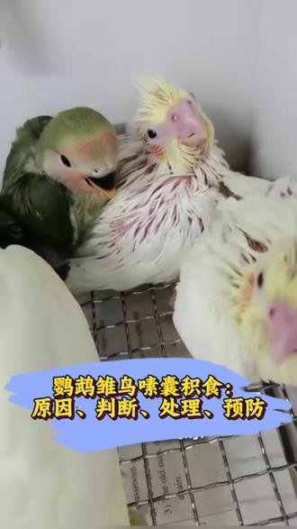 鹦鹉雏鸟嗉囊积食:原因、判断、处理、预防#鹦鹉#萌宠出道计划 #手养鹦鹉#养鸟新手知识分享