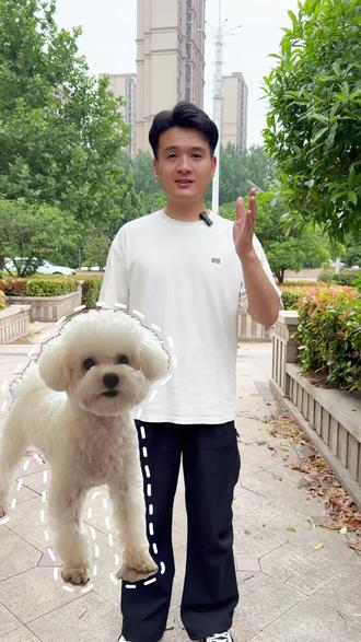 腿长身子长嘴长的比熊可以养? #比熊 #韩系比熊