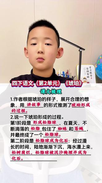 四年级下册语文(第2单元)《琥珀》#阅读理解#知识点总结#知识点归纳#四年级下册语文