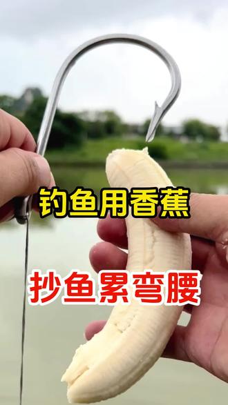 钓鱼用香蕉,抄鱼累弯腰#钓鱼 #爆护 #饵料 #钓鱼技巧