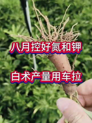 #白术种植#药材种植#药材