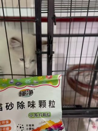 #猫砂除臭 #小苏打除臭 #小苏打除臭颗粒 #猫砂除臭伴侣