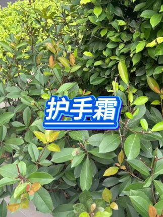 #护手霜 #护手霜推荐 #双11