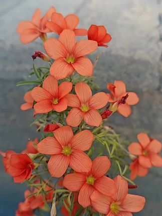 #酢浆草 早花九妹,普货不普通,枝条很长可以垂钓,可以压条