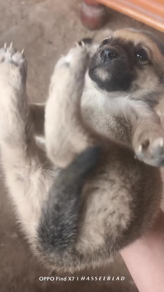 天天放炮吓狗,俺家狗都不叫放炮,恁还放叫俺家嘞狗吓滴嗷嗷叫