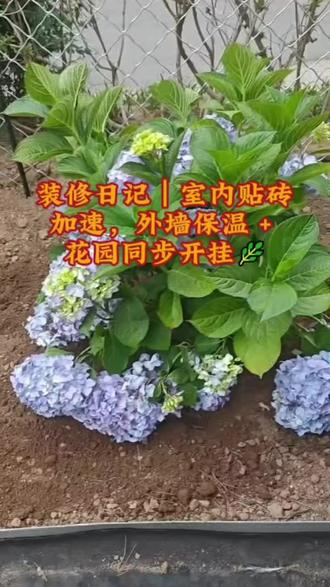 装修日记|室内贴砖加速,外墙保温+花园同步开挂🌿 #种花日常分享 #种植绣球 #打造自己的花园