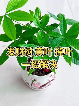 发财树黄叶掉叶一招解决 #发财树 #黄叶 #养花小知识 #花卉绿植