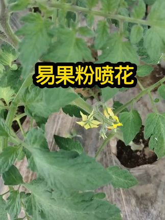 易果粉喷花果型好萼片长产量高#番茄种植技术#西红柿喷花 #西红柿授粉