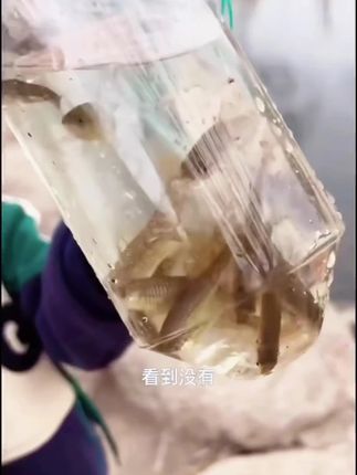 非玻璃儿童抓鱼工具倒须瓶等户外游玩必备捕鱼捕虾套装,这是小朋友可以玩的倒须瓶,是用来抓小鱼的玩具,下河抓小鱼的时候用它可就方便多了。#户外垂钓 #渔具用品 #户外垂钓用品 #野外专用捞鱼网兜 #小孩野外专用捞鱼网兜