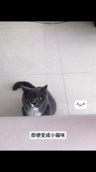即使变成小猫咪也没办法和你玩吗
#猫 #瓦瓦#贤者 #猫猫的事情你少管