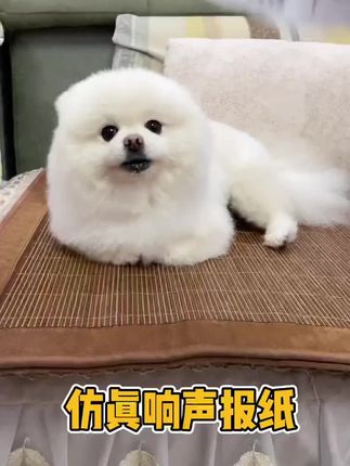 这种撕不烂的报纸太适合狗狗玩啦,哗啦啦的响声可以持续吸引狗狗注意力,越玩越上头#萌宠好物 #狗狗玩具 #萌宠出道计划