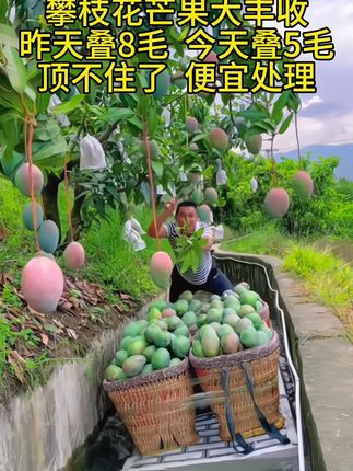 🌞 自然厚爱,甜度爆表 北纬26°的攀枝花,全年阳光不打烊!凯特芒果在这里吸饱300天日照,个头比脸大,果肉比蜜甜,一口咬下,满满阳光的味道!#新鲜采摘 #攀枝花芒果 #芒果 #应季水果 #香甜美味