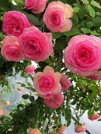 #月季 #藤本月季爬藤欧月 #爬墙月季 #蔷薇 #月季