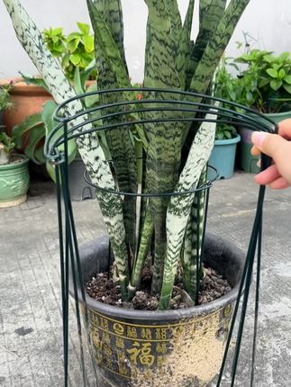 #蟹爪兰花架#爱生活爱养花 #半圆形花架#花卉绿植 #园艺