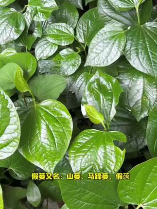 这种叶子有着浓郁的香气,它叫假蒌,是南方特有的香料之一#假蒌叶 #植物科普 #快来一起尝个鲜 #内容启发分享计划 #三农