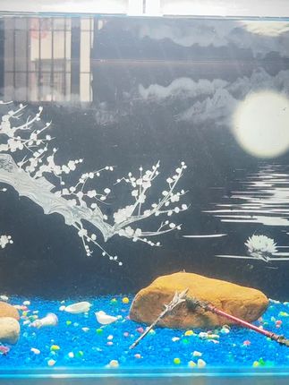 梅花-3实拍上缸效果图,实物看起来比拍起来更加好看#鱼缸背景怎么贴 #鱼缸黑色背景纸 #鱼缸背景贴纸 #新手养鱼 #鱼缸造景