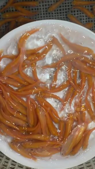 既能观赏又可以吃的金丝草鱼#不挑水质不挑食,不挑环境 生长快,吃草澡类就能长大。