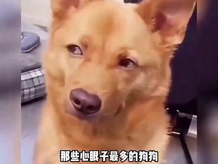 愿你开心快乐每一天#汪星人 #狗 #狗子成精了 #搞笑视频 #搞笑配音