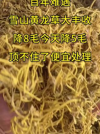 #雪山黄龙草