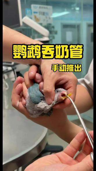 鹦鹉吞奶管小妙招看过来~#宠物 #鹦鹉吞管 #宠物知识 #江阴 #宠物搞笑