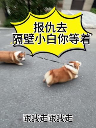隔壁小白 你给我等着 #柯基 #养一只小狗的真实感受 #养狗不是单项付出 #因为养好小狗而骄傲