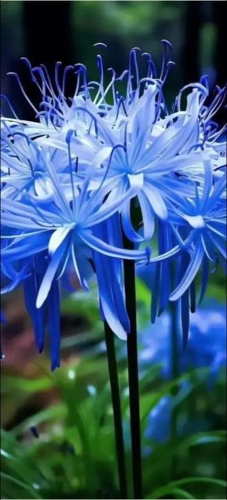 主包建的群,谁要进?#鬼灭之刃#群