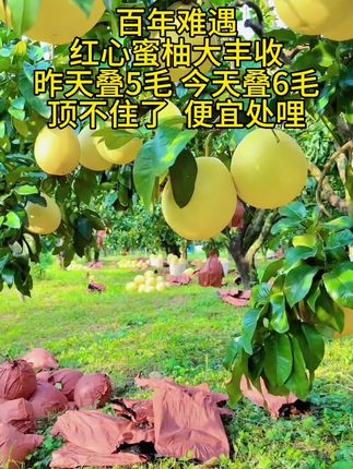 超好吃的蜜柚,正宗平和红心蜜柚, 脆甜多汁,个大肉厚的, 吃起来超超过瘾#柚子 #红心蜜柚 #蜜柚之乡#脆甜多汁 #应季水果