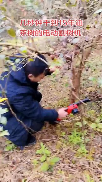 几秒钟干到15年油茶树的电动割树机!#油茶树#油茶树修剪#果树修剪工具#修剪工具 #电动工具 #果树修剪工具