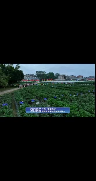 520广西看菜选种暨鲜食玉米大会,感谢新华社、感谢南宁TV,感谢小艾主播。#农业对话 #每天分享科普农业知识 #农民频道