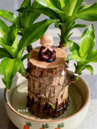 巴西木 摆一盆巴西木在桌面,它不是转瞬即逝的鲜花,而是慢慢生长的陪伴——从光秃秃的木段,到抽出嫩绿的叶,每一点变化都在提醒你:日子在稳稳地变好。#水培植物 #摆件 #巴西木 #巴西木又叫幸运木 #绿植