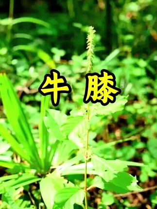牛膝 #中医#中草药#中医传承 #自学中医#研学