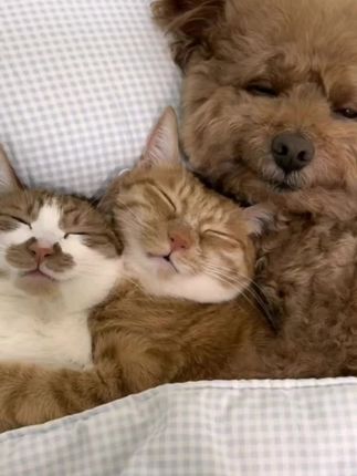 猫狗崇净#小黄车直接购买