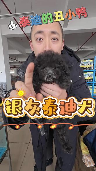 银灰色泰迪犬就是泰迪中最耐看的,越长大越漂亮,所以叫泰迪的丑小鸭#泰迪犬 #泰迪 #灰泰迪