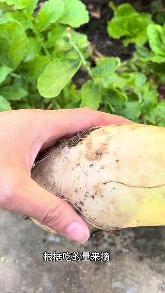 #闽南菜头酸 #自制美食
过年在家折腾美食