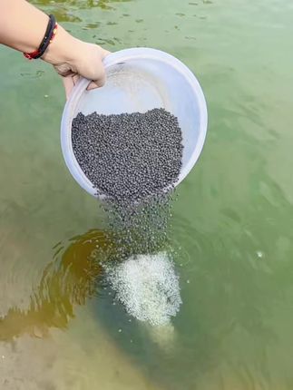#水产养殖#花白鲢#肥水668,专为养殖大花鲢研发