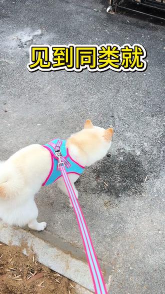 如何解决狗狗爆冲,如何正确使用p绳,如何正确的遛狗?
#日常遛狗 #养狗经验分享 #狗狗爆冲 #济宁 #训犬
在城市养犬中
社会化训练是非常重要的
能让狗狗融入城市生活中
还能减轻主人城市养犬的压力