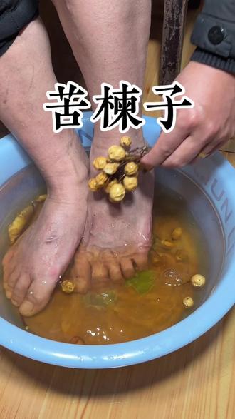 农村常见的苦楝树你认识吗?苦楝子别丢弃了,生姜用起……#植物科普 #涨知识