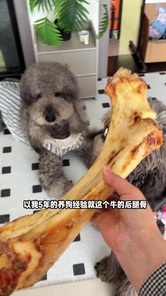 成年牛的后腿骨磨牙耐啃,超大小狗抱着啃也方便!#大型犬磨牙 #宠物牛棒骨