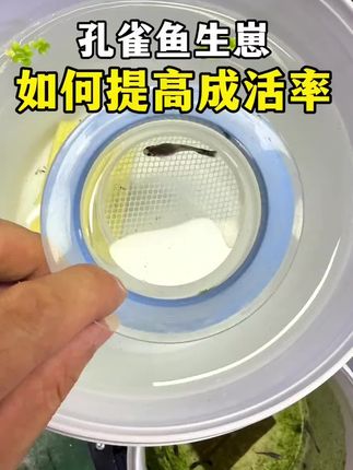 #孔雀鱼繁殖盒隔离母鱼#孔雀鱼饲养方法 #孔雀鱼繁殖盒 #孔雀鱼 #新手养鱼