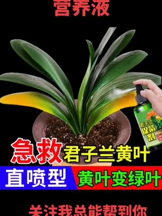 君子兰专用营养液#君子兰专用营养液#花卉养护 #养花小知识 #君子兰养殖 #君子兰病害防治