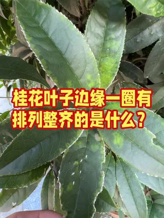 桂花叶子边缘一圈有排列整齐的是什么? #桂花 #蚧壳虫#园林植保 #园林绿化