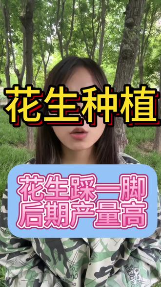 花生踩一脚,后期产量高#花生种植 #农资肥料 #农业知识 #三农 #农业技术推广