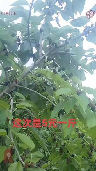 地点:欢迎朋友来延陵庄湖湿地采桑甚