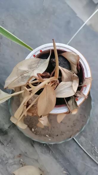 #真实生活分享计划 #植物干叶黄叶 你这是死给谁看呢,我是缺你吃了缺你喝了,天天伺候着,你咋就这想不开😂😂